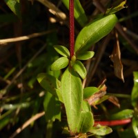 Knoxia zeylanica L.